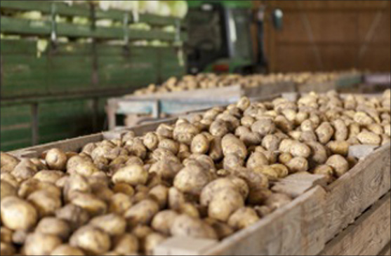 ferme d'éprunes - Vente de pomme de terre à la ferme en seine et marne